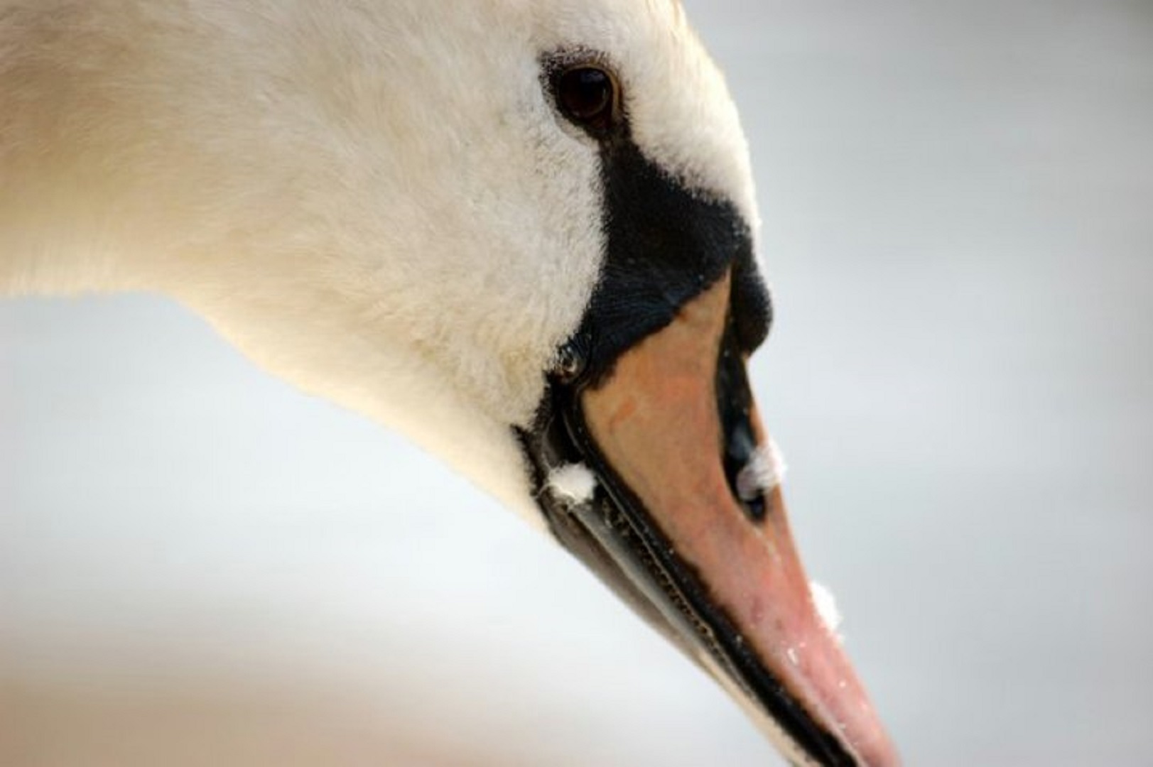 Mute Swan
